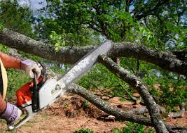 Best Lawn Maintenance Plans  in Vernon, AL