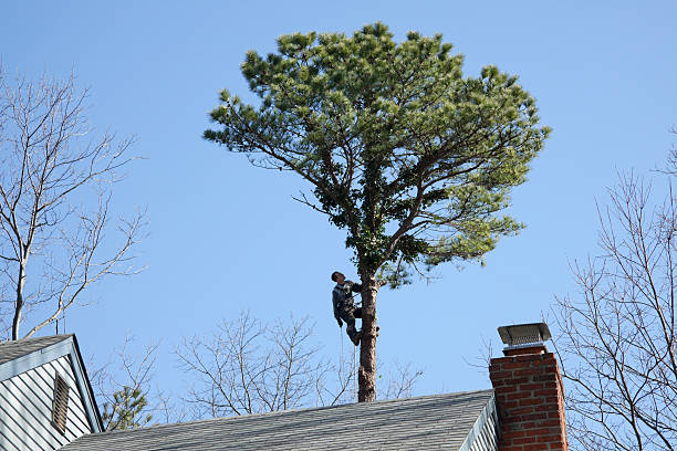 Best Commercial Tree Services  in Vernon, AL