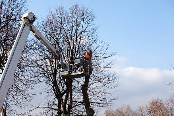  Vernon, AL Tree Care Pros