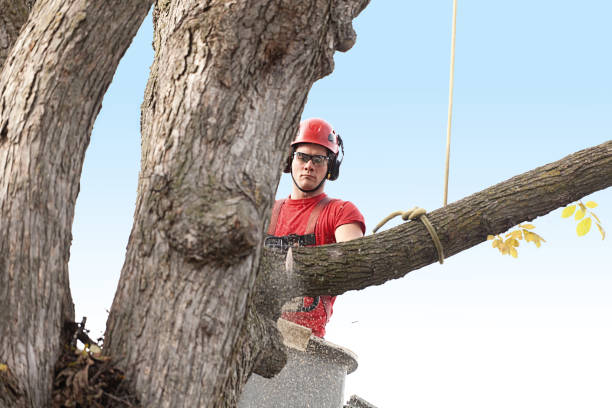 Best Leaf Removal  in Vernon, AL